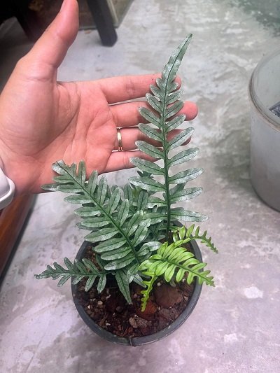 Polypodium sp.