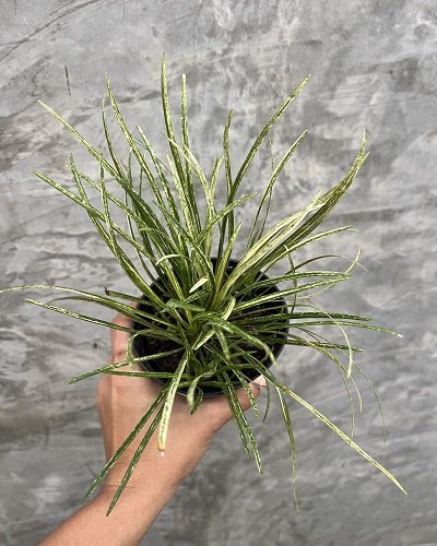 Ophiopogon sp. variegated