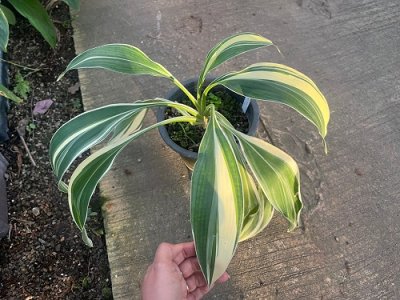 Orchidantha foetida variegated