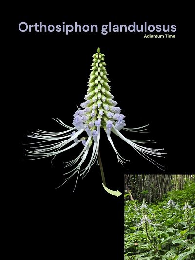 Orthosiphon glandulosus