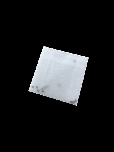 Orthosiphon glandulosus