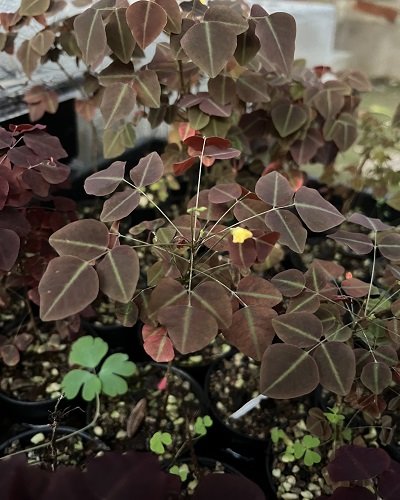 Oxalis hedysaroides 'Green line'