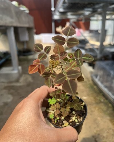 Oxalis hedysaroides 'Green line'