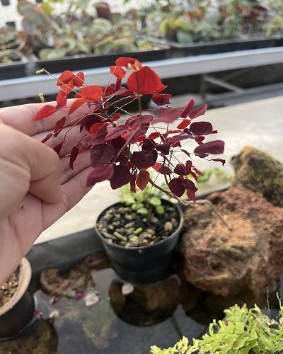 Oxalis hedysaroides