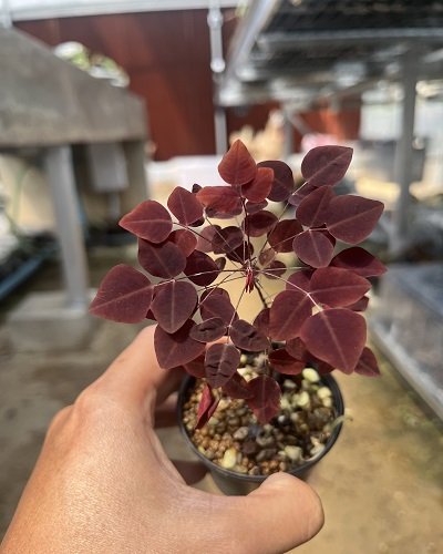 Oxalis hedysaroides