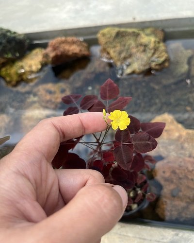 Oxalis hedysaroides