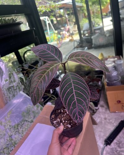 Palicourea sp. pangui