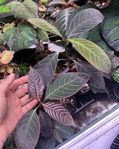 Palicourea sp. pangui