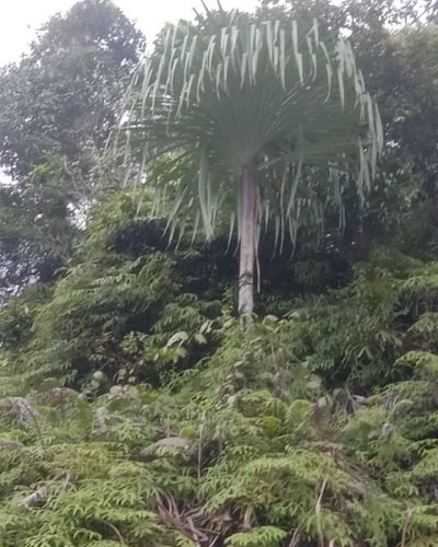 Pandanus sp. Sulawesi