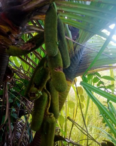 Pandanus sp. Sulawesi