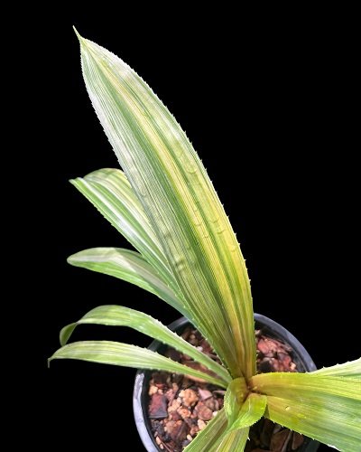 Pandanus sp. variegated