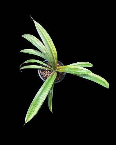 Pandanus sp. variegated