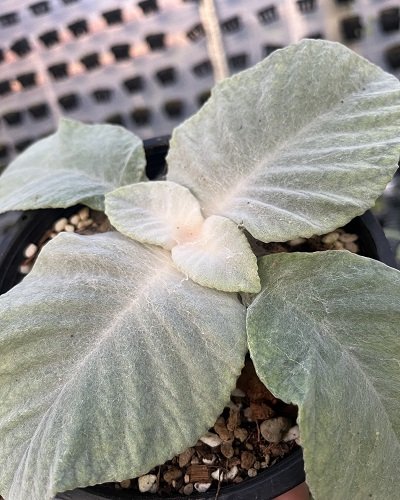 Paraboea amplifolia