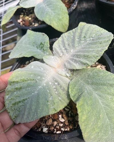 Paraboea amplifolia