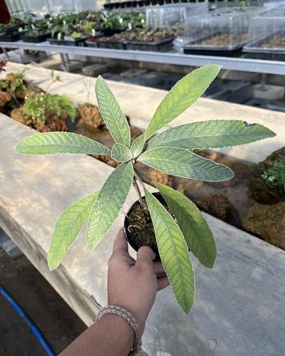 Paraboea haviladii