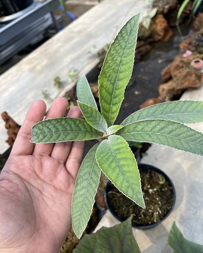 Paraboea haviladii