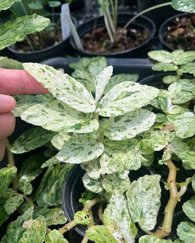 Pellionia sp. variegated