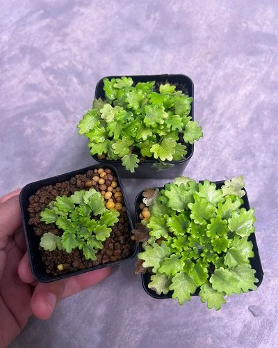 Petrocosmea weiyigangii