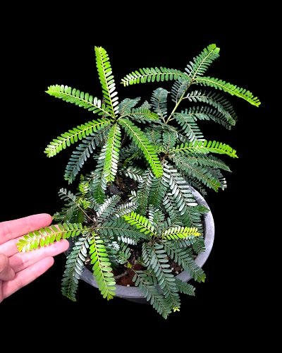 Phyllanthus hainanensis Merr.