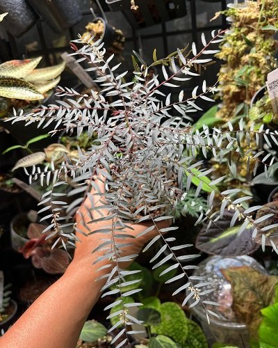 Phyllanthus niruri spp. lathyroides argentina