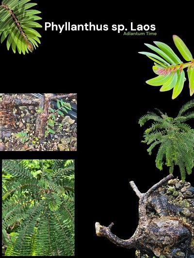 Phyllanthus sp. Laos