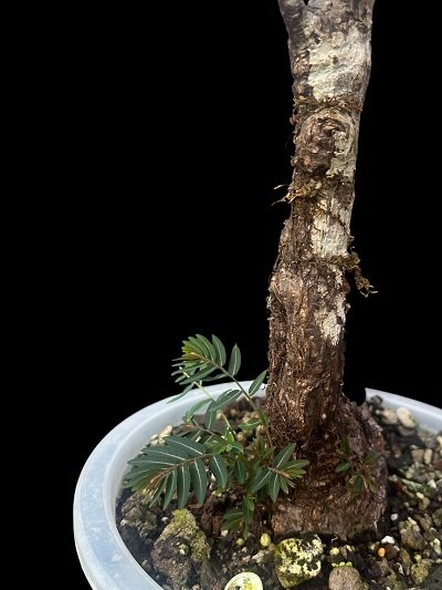 Phyllanthus sp. Laos