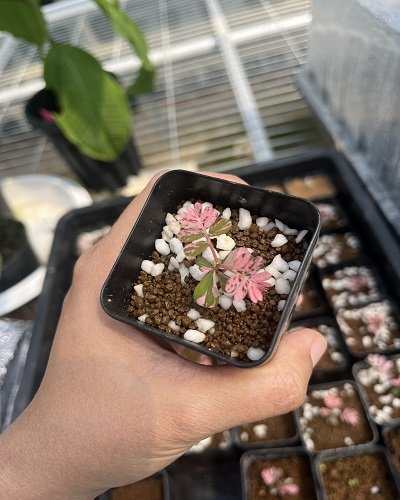 Phyllanthus urinaria pink variegated
