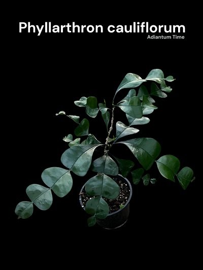 Phyllarthron cauliflorum