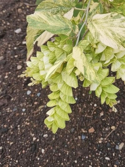 Phyllodium longipes variegated