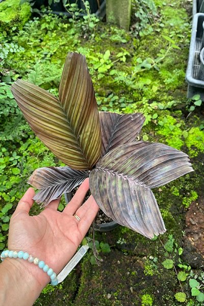 Pinanga veitchii