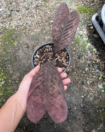 Pinanga veitchii 