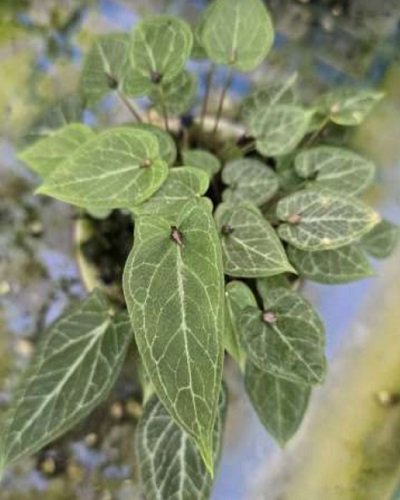 Pinellia cordata