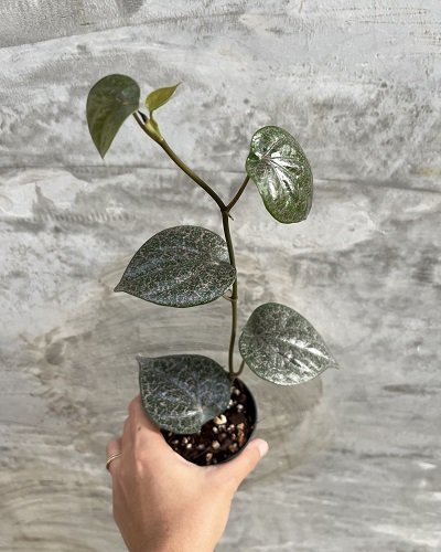 Piper ornatum from Ecuador