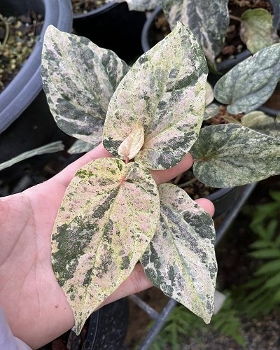 Piper sylvaticum variegated