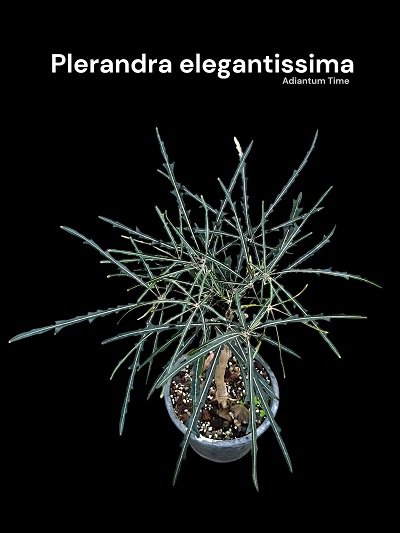 Plerandra elegantissima