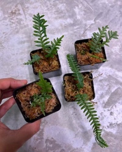 Polypodium sp.