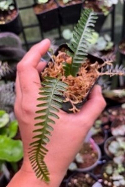 Polypodium sp.