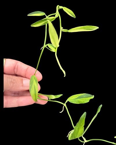Pothos sp. variegated