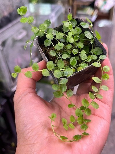 Pratia pedunculata
