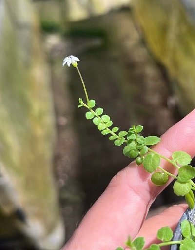 Pratia pedunculata