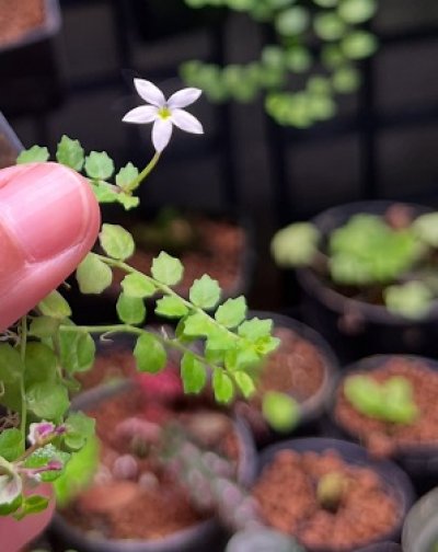 Pratia pedunculata