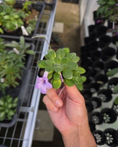 Primulina diffusa
