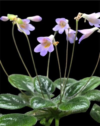 Primulina guigangensis