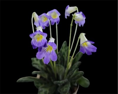 Primulina guizhongensis 