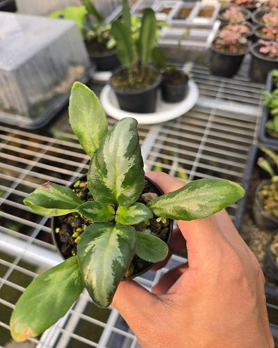 Primulina jiuwanshanica
