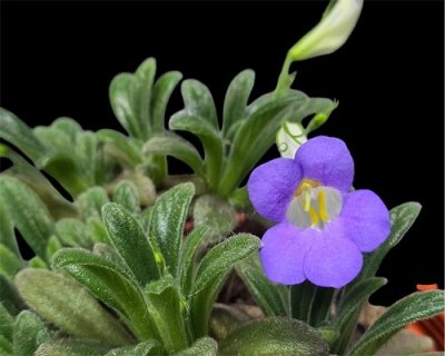 Primulina linearifolia