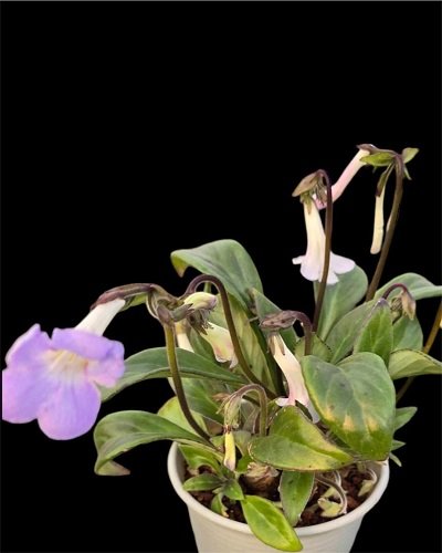 Primulina longii 