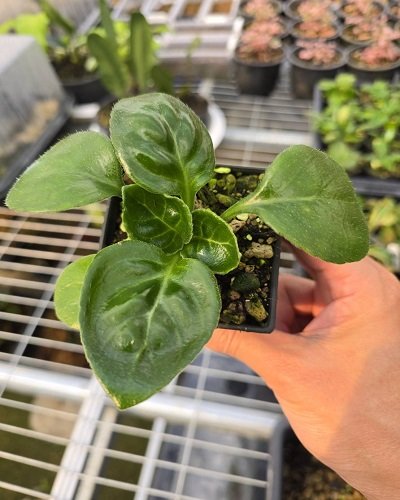 Primulina macrorhiza