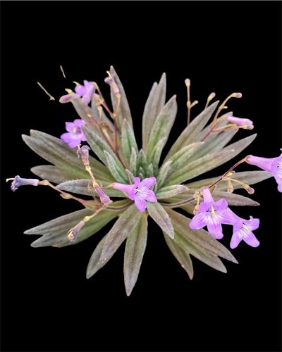 Primulina ophiopogoides