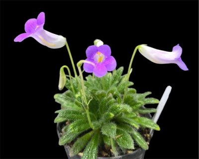 Primulina papillosa